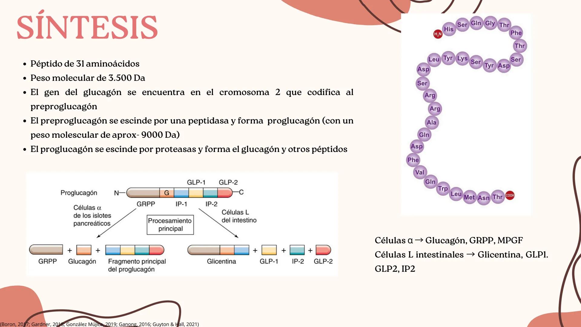 UNIVERSIDAD DE GUADALAJARA
* PIENSA Y
*
TRABAJA
*
UNIVERSIDAD DE GUADALAJARA
CENTRO UNIVERSITARIO DE CIENCIAS DE LA SALUD
CUCS
GLUCAGÓN, SOM