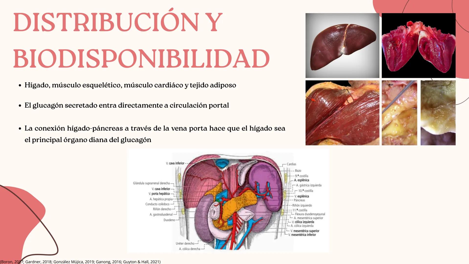 UNIVERSIDAD DE GUADALAJARA
* PIENSA Y
*
TRABAJA
*
UNIVERSIDAD DE GUADALAJARA
CENTRO UNIVERSITARIO DE CIENCIAS DE LA SALUD
CUCS
GLUCAGÓN, SOM