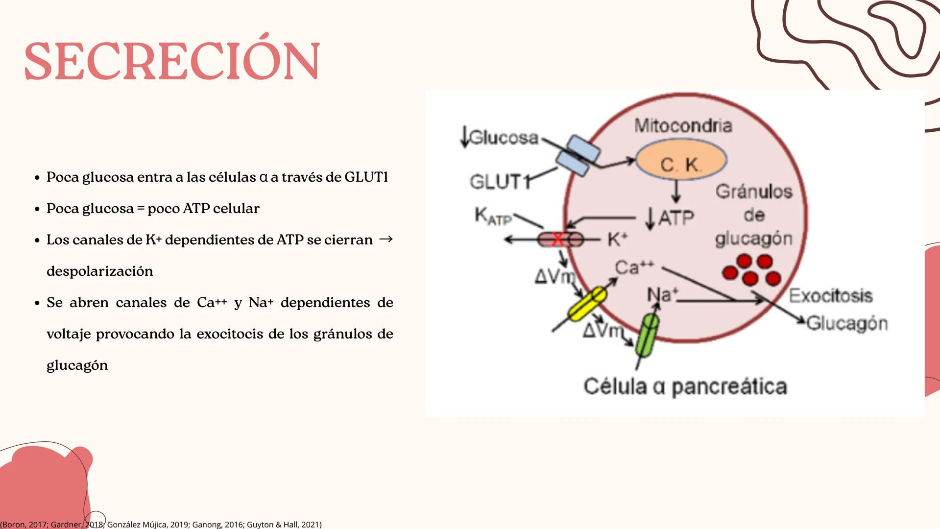 UNIVERSIDAD DE GUADALAJARA
* PIENSA Y
*
TRABAJA
*
UNIVERSIDAD DE GUADALAJARA
CENTRO UNIVERSITARIO DE CIENCIAS DE LA SALUD
CUCS
GLUCAGÓN, SOM
