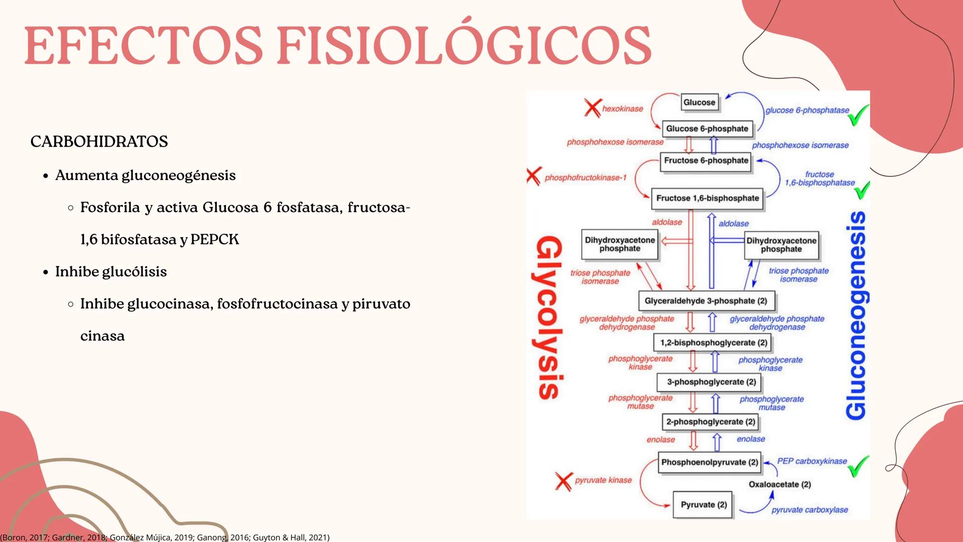 UNIVERSIDAD DE GUADALAJARA
* PIENSA Y
*
TRABAJA
*
UNIVERSIDAD DE GUADALAJARA
CENTRO UNIVERSITARIO DE CIENCIAS DE LA SALUD
CUCS
GLUCAGÓN, SOM