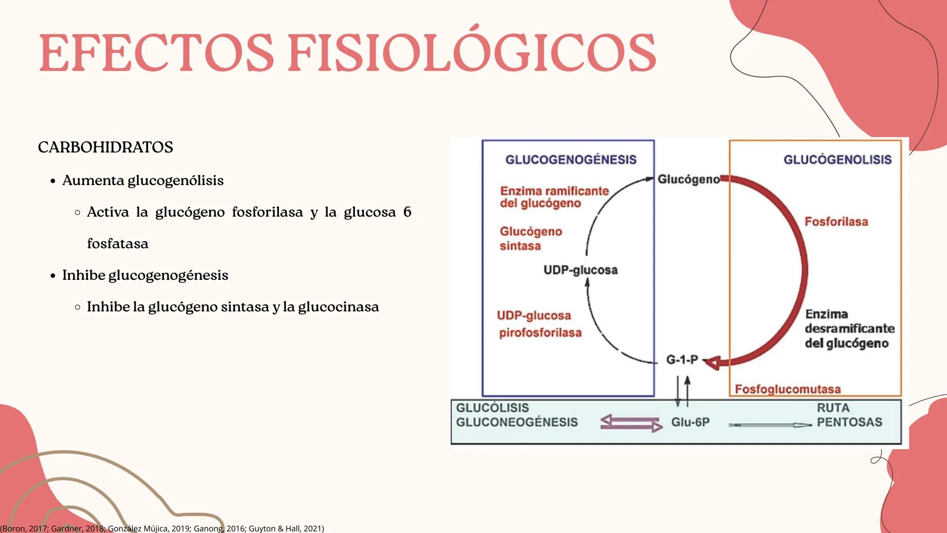 UNIVERSIDAD DE GUADALAJARA
* PIENSA Y
*
TRABAJA
*
UNIVERSIDAD DE GUADALAJARA
CENTRO UNIVERSITARIO DE CIENCIAS DE LA SALUD
CUCS
GLUCAGÓN, SOM