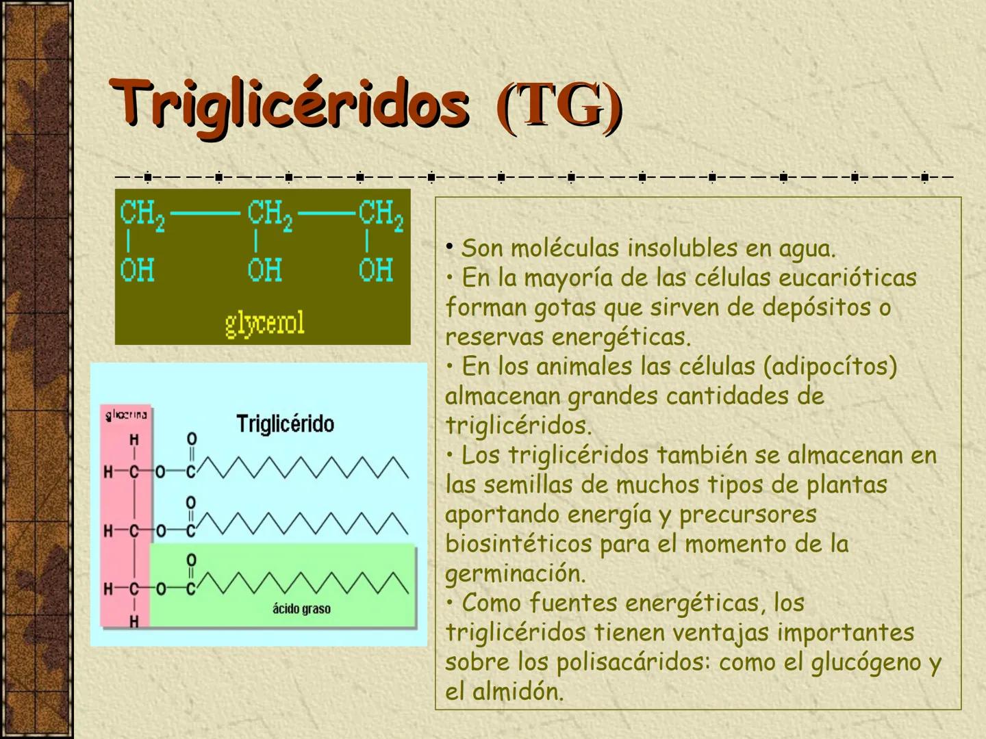 ---
- UNIDAD IV: LIPIDOS
---
-----
En esta unidad se estudia a los lípidos o grasas debido a su aporte
energético al organismo y por colabor