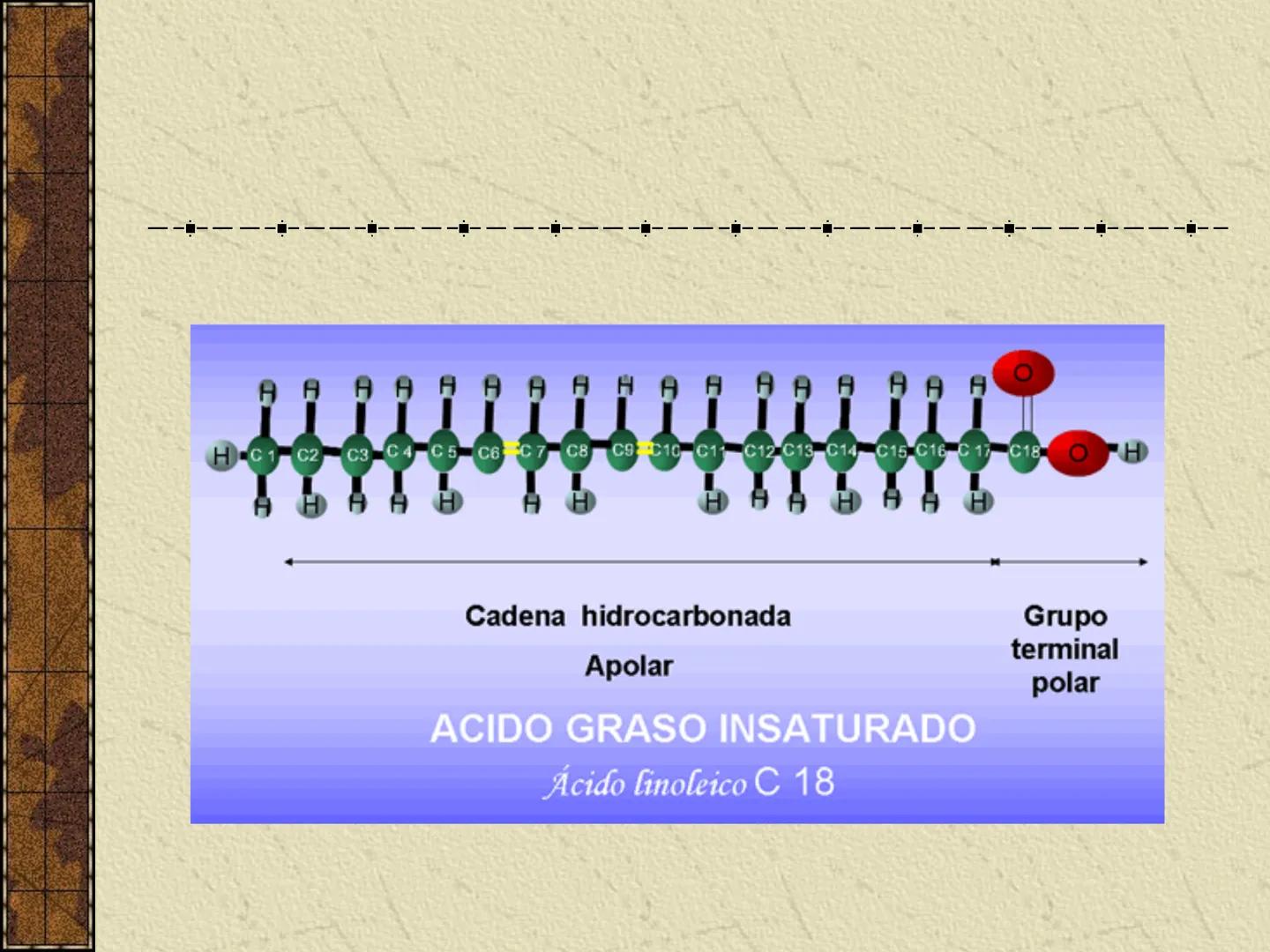 ---
- UNIDAD IV: LIPIDOS
---
-----
En esta unidad se estudia a los lípidos o grasas debido a su aporte
energético al organismo y por colabor