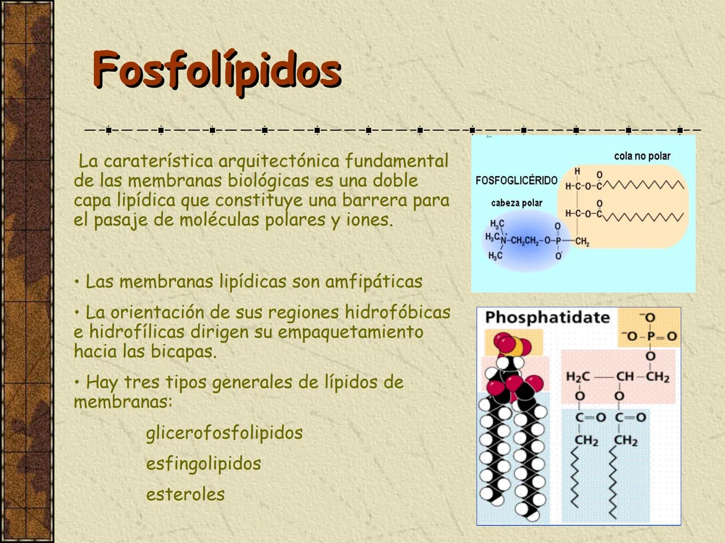 ---
- UNIDAD IV: LIPIDOS
---
-----
En esta unidad se estudia a los lípidos o grasas debido a su aporte
energético al organismo y por colabor