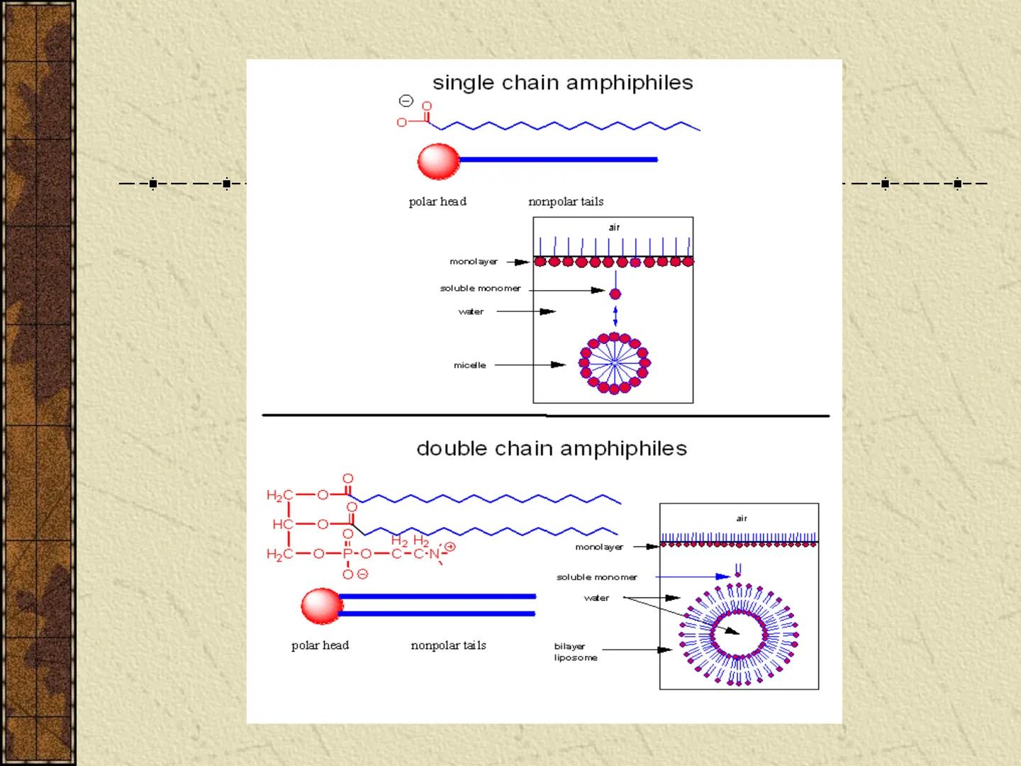 ---
- UNIDAD IV: LIPIDOS
---
-----
En esta unidad se estudia a los lípidos o grasas debido a su aporte
energético al organismo y por colabor