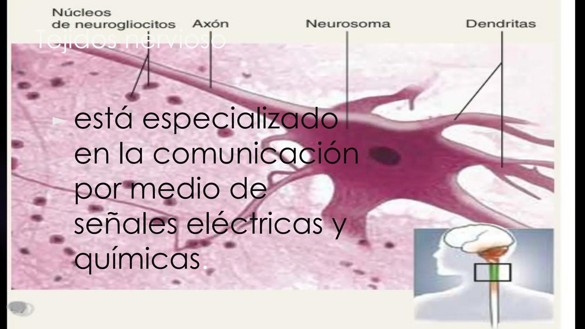 # Histología 2
C.D. FRANCISCO DE ASIS COBA TEC HUESO
► es el tejido
conjuntivo duro
y calcifica do
que integra el
esqueleto. - Los huesos