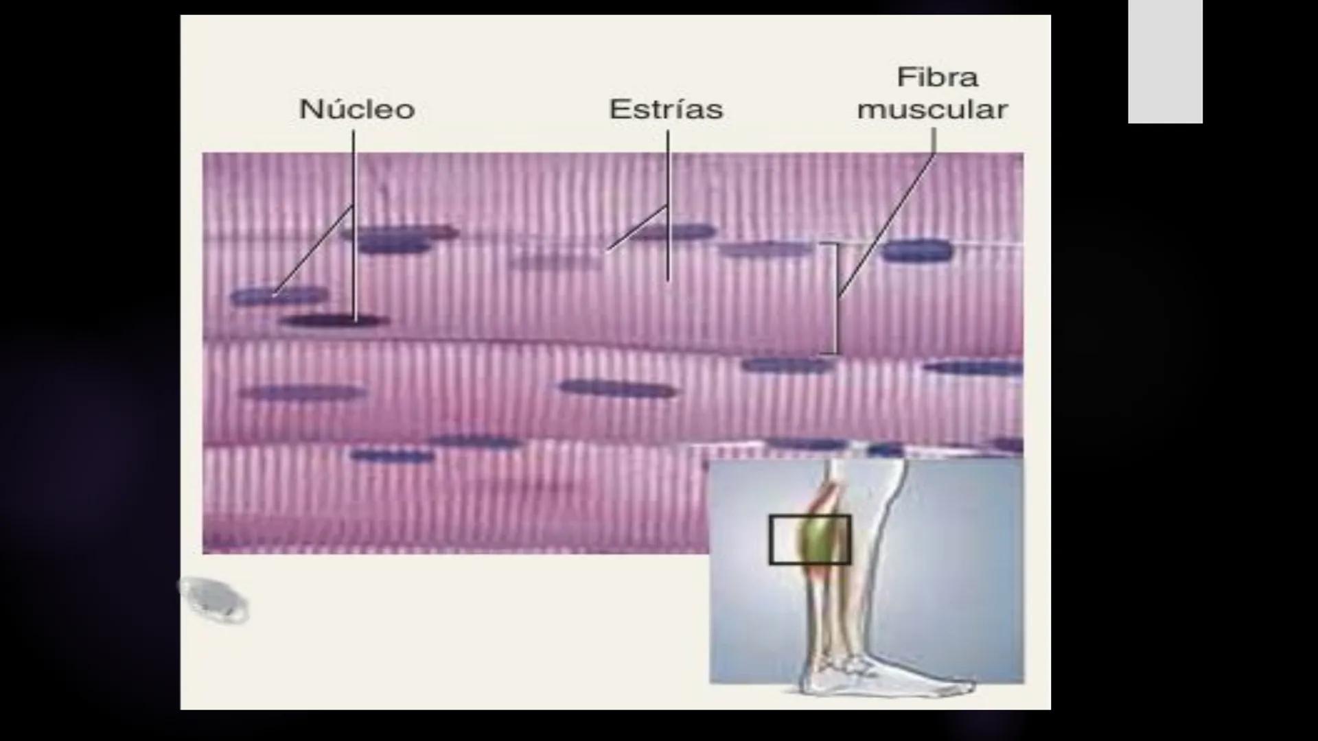 # Histología 2
C.D. FRANCISCO DE ASIS COBA TEC HUESO
► es el tejido
conjuntivo duro
y calcifica do
que integra el
esqueleto. - Los huesos