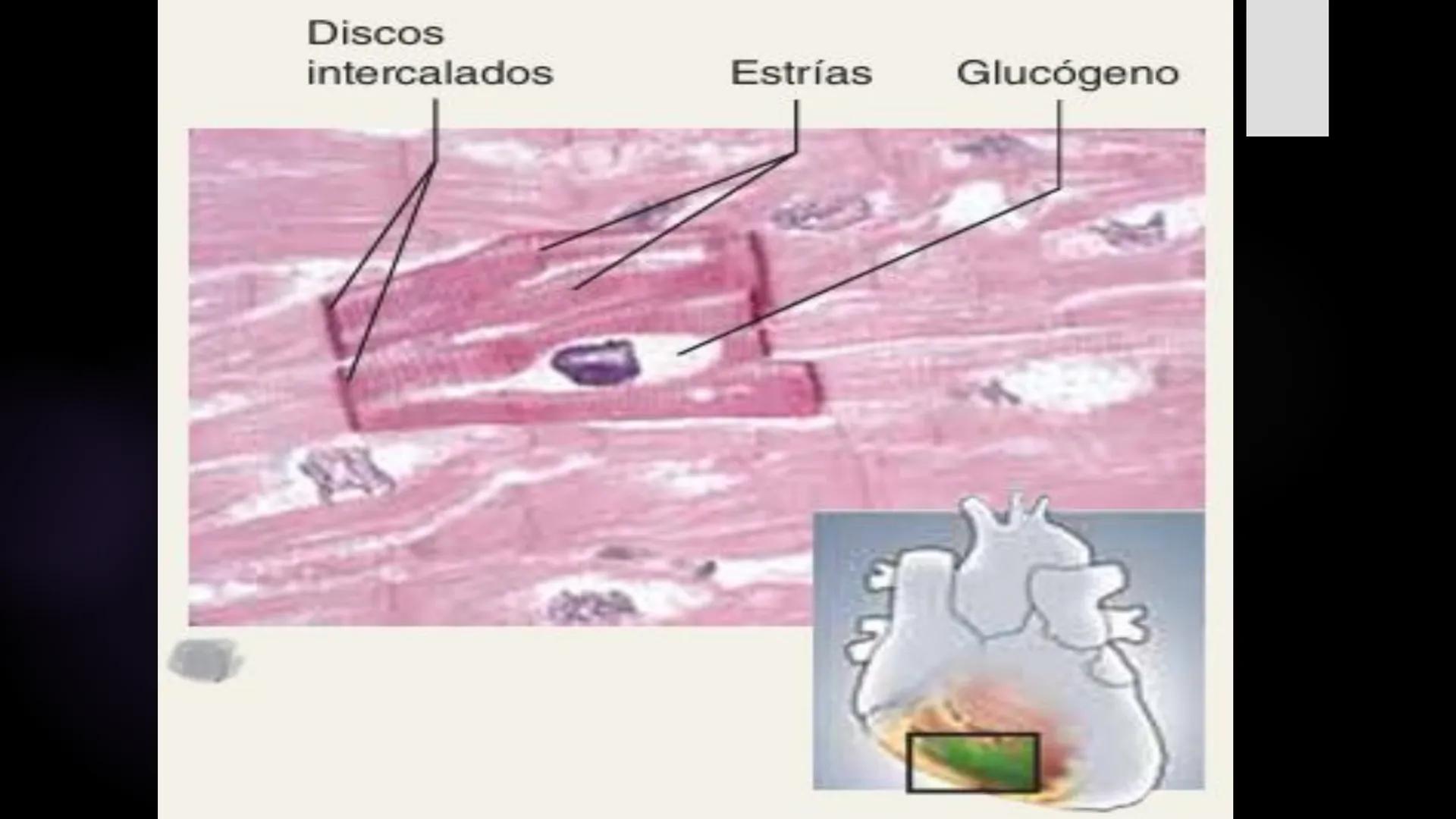 # Histología 2
C.D. FRANCISCO DE ASIS COBA TEC HUESO
► es el tejido
conjuntivo duro
y calcifica do
que integra el
esqueleto. - Los huesos