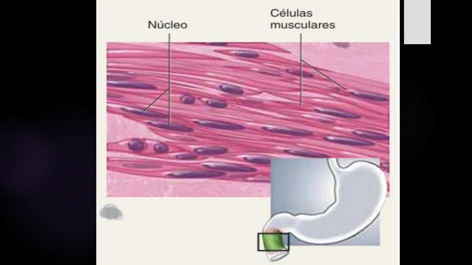 # Histología 2
C.D. FRANCISCO DE ASIS COBA TEC HUESO
► es el tejido
conjuntivo duro
y calcifica do
que integra el
esqueleto. - Los huesos