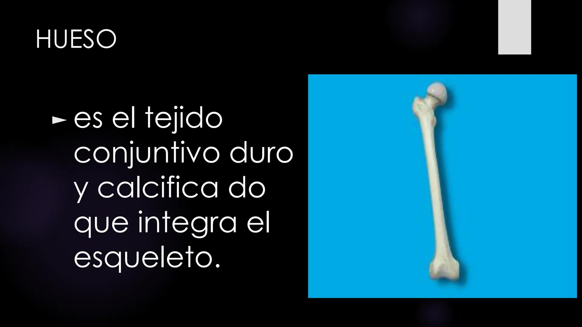 # Histología 2
C.D. FRANCISCO DE ASIS COBA TEC HUESO
► es el tejido
conjuntivo duro
y calcifica do
que integra el
esqueleto. - Los huesos