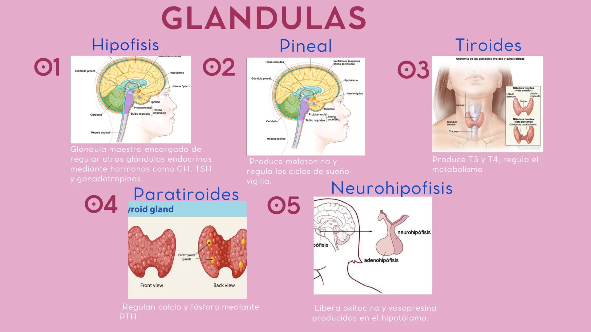# SISTEMA
# ENDOCRINO ### CONTENIDO
01
Introducción
02
¿Qué es una
hormona?
03
¿Qué es una
glandula
04
Glándulas
05
Conclusión # I