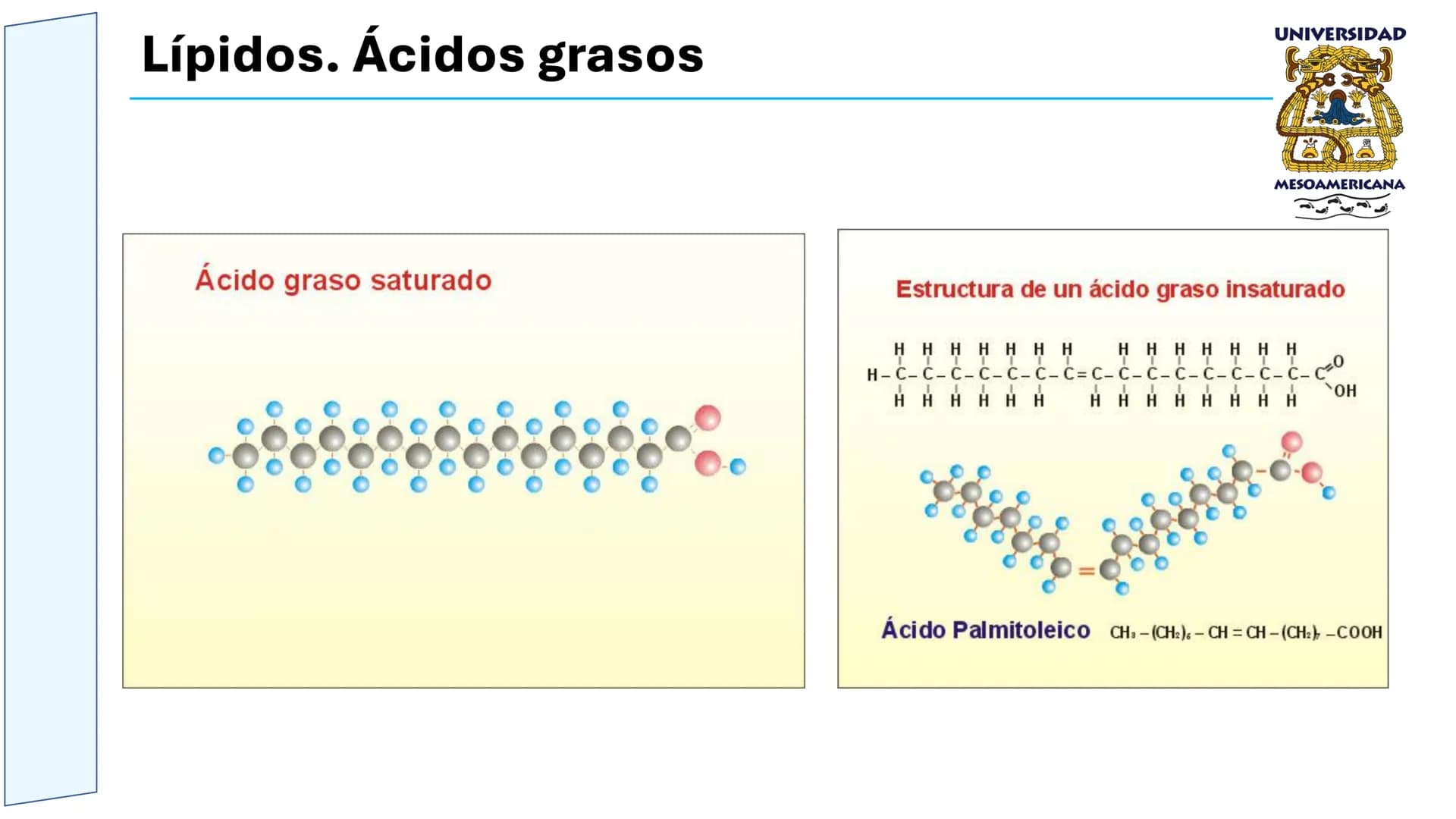 UNIVERSIDAD
MESOAMERICANA
UNIVERSIDAD
UNIVERSIDAD
MESOAMERICANA
Plantel Córdoba
Asignatura:
Bioquímica
Tema: Biomoléculas
Hidratos de carbon