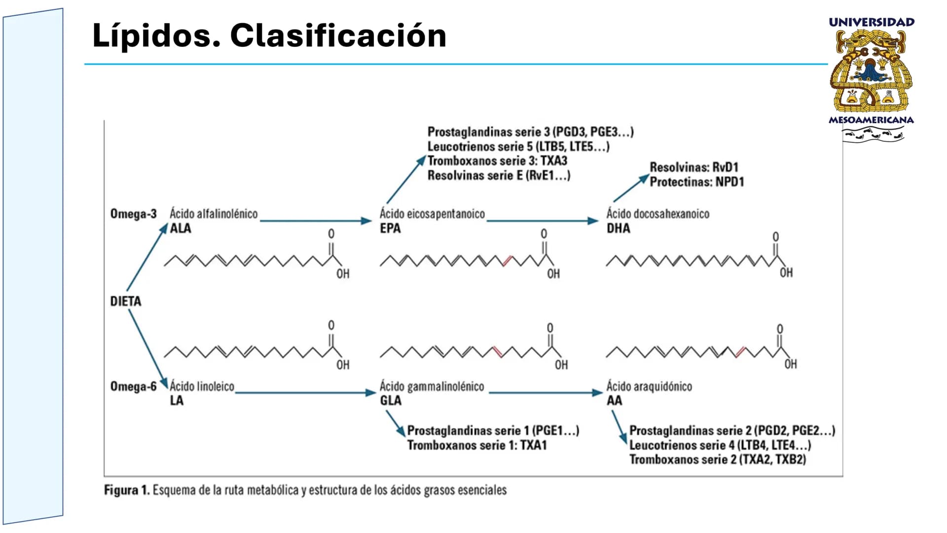 UNIVERSIDAD
MESOAMERICANA
UNIVERSIDAD
UNIVERSIDAD
MESOAMERICANA
Plantel Córdoba
Asignatura:
Bioquímica
Tema: Biomoléculas
Hidratos de carbon