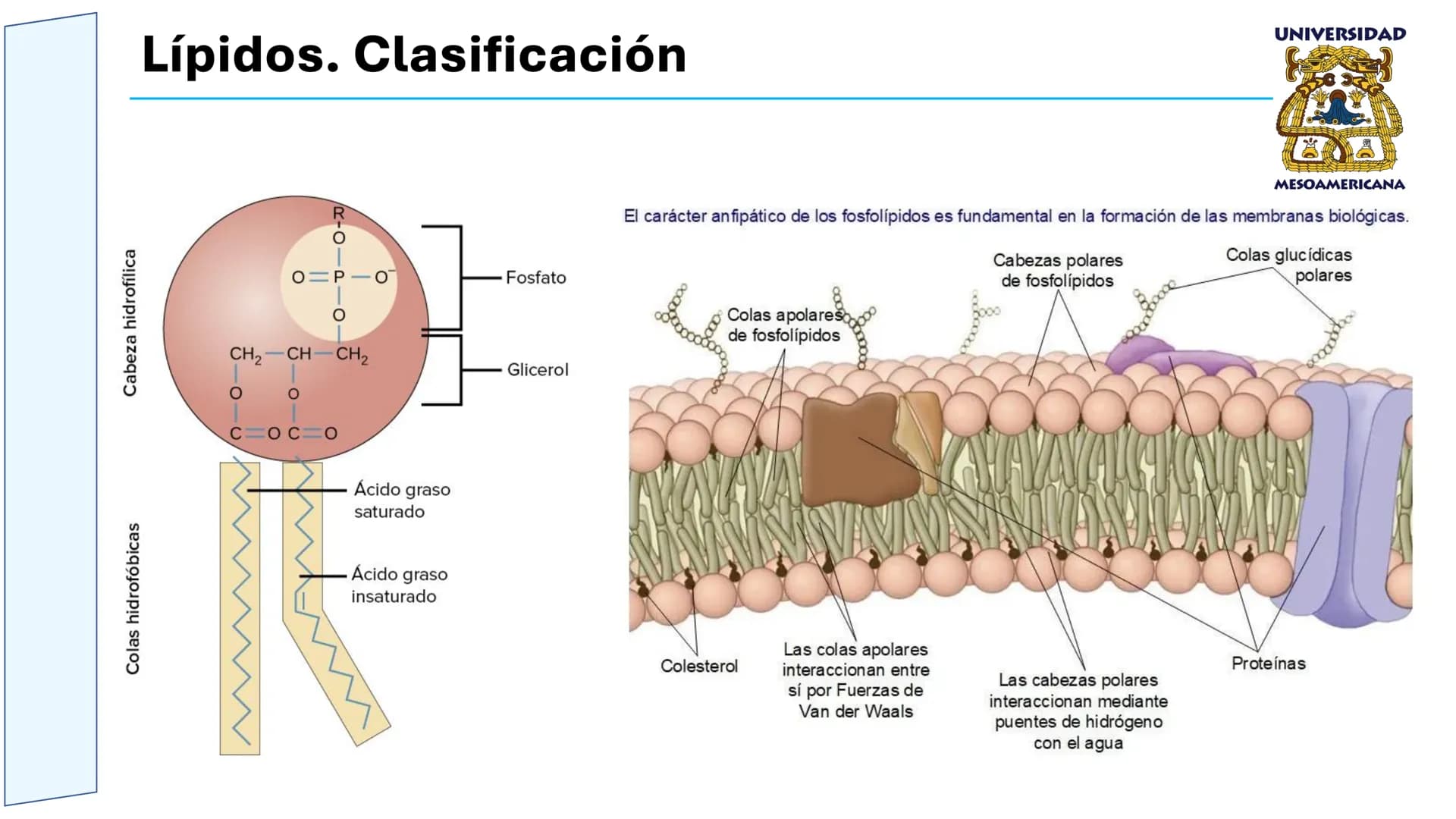 UNIVERSIDAD
MESOAMERICANA
UNIVERSIDAD
UNIVERSIDAD
MESOAMERICANA
Plantel Córdoba
Asignatura:
Bioquímica
Tema: Biomoléculas
Hidratos de carbon