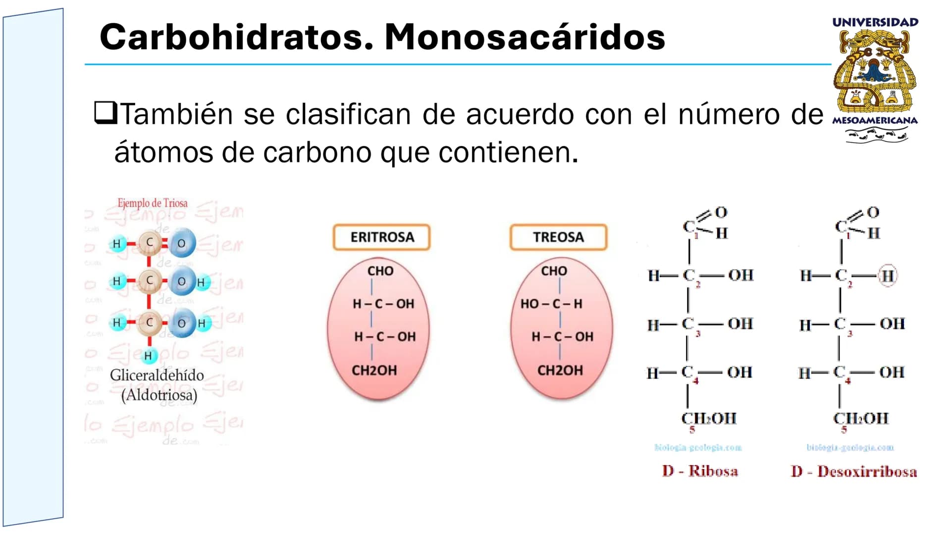 UNIVERSIDAD
MESOAMERICANA
UNIVERSIDAD
UNIVERSIDAD
MESOAMERICANA
Plantel Córdoba
Asignatura:
Bioquímica
Tema: Biomoléculas
Hidratos de carbon