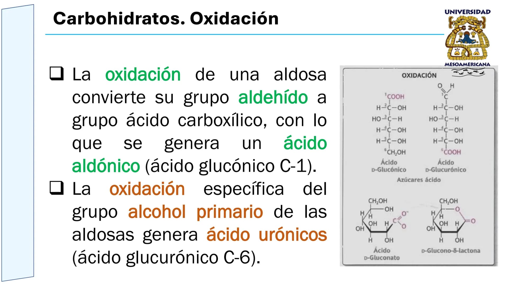UNIVERSIDAD
MESOAMERICANA
UNIVERSIDAD
UNIVERSIDAD
MESOAMERICANA
Plantel Córdoba
Asignatura:
Bioquímica
Tema: Biomoléculas
Hidratos de carbon