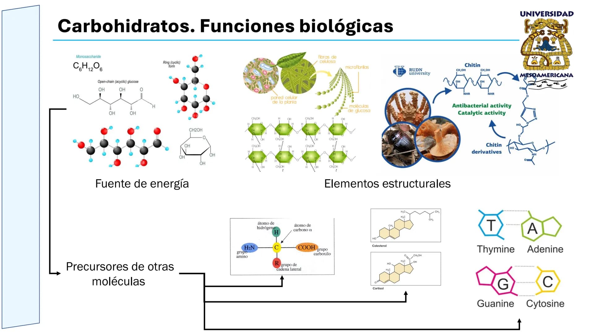 UNIVERSIDAD
MESOAMERICANA
UNIVERSIDAD
UNIVERSIDAD
MESOAMERICANA
Plantel Córdoba
Asignatura:
Bioquímica
Tema: Biomoléculas
Hidratos de carbon