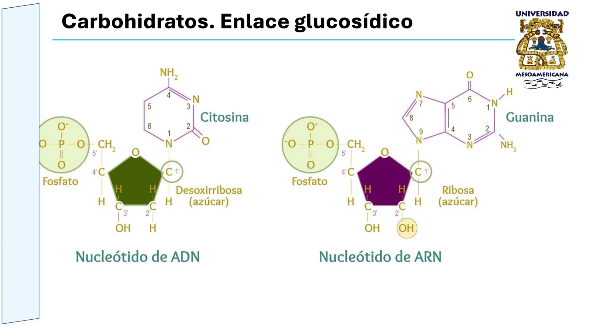 UNIVERSIDAD
MESOAMERICANA
UNIVERSIDAD
UNIVERSIDAD
MESOAMERICANA
Plantel Córdoba
Asignatura:
Bioquímica
Tema: Biomoléculas
Hidratos de carbon