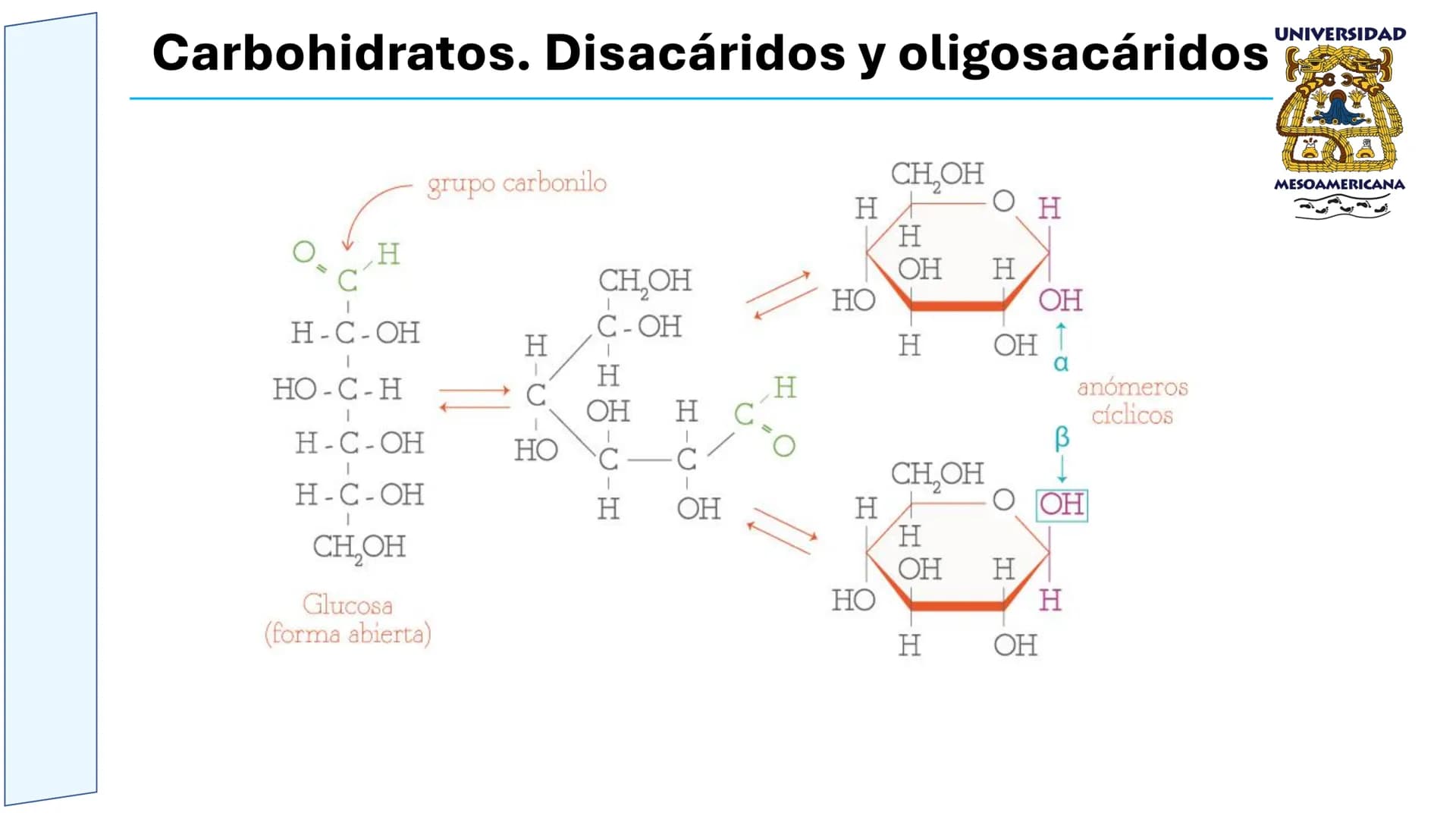 UNIVERSIDAD
MESOAMERICANA
UNIVERSIDAD
UNIVERSIDAD
MESOAMERICANA
Plantel Córdoba
Asignatura:
Bioquímica
Tema: Biomoléculas
Hidratos de carbon