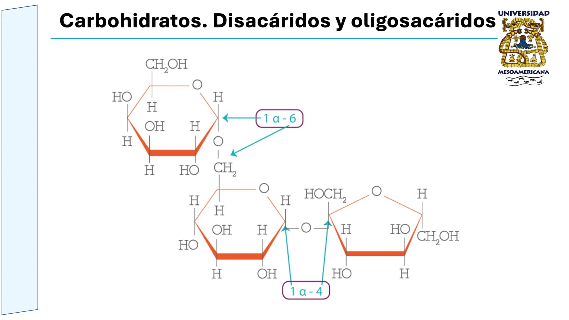 UNIVERSIDAD
MESOAMERICANA
UNIVERSIDAD
UNIVERSIDAD
MESOAMERICANA
Plantel Córdoba
Asignatura:
Bioquímica
Tema: Biomoléculas
Hidratos de carbon