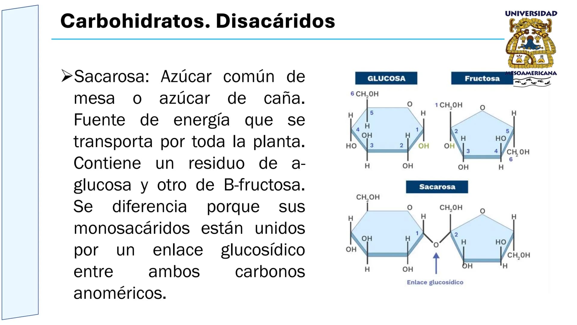 UNIVERSIDAD
MESOAMERICANA
UNIVERSIDAD
UNIVERSIDAD
MESOAMERICANA
Plantel Córdoba
Asignatura:
Bioquímica
Tema: Biomoléculas
Hidratos de carbon