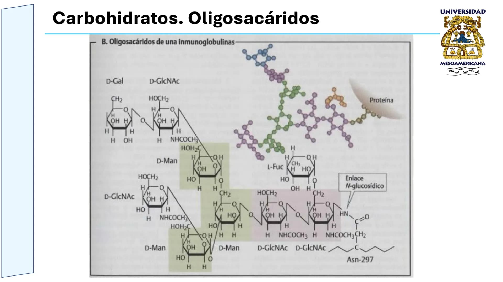 UNIVERSIDAD
MESOAMERICANA
UNIVERSIDAD
UNIVERSIDAD
MESOAMERICANA
Plantel Córdoba
Asignatura:
Bioquímica
Tema: Biomoléculas
Hidratos de carbon