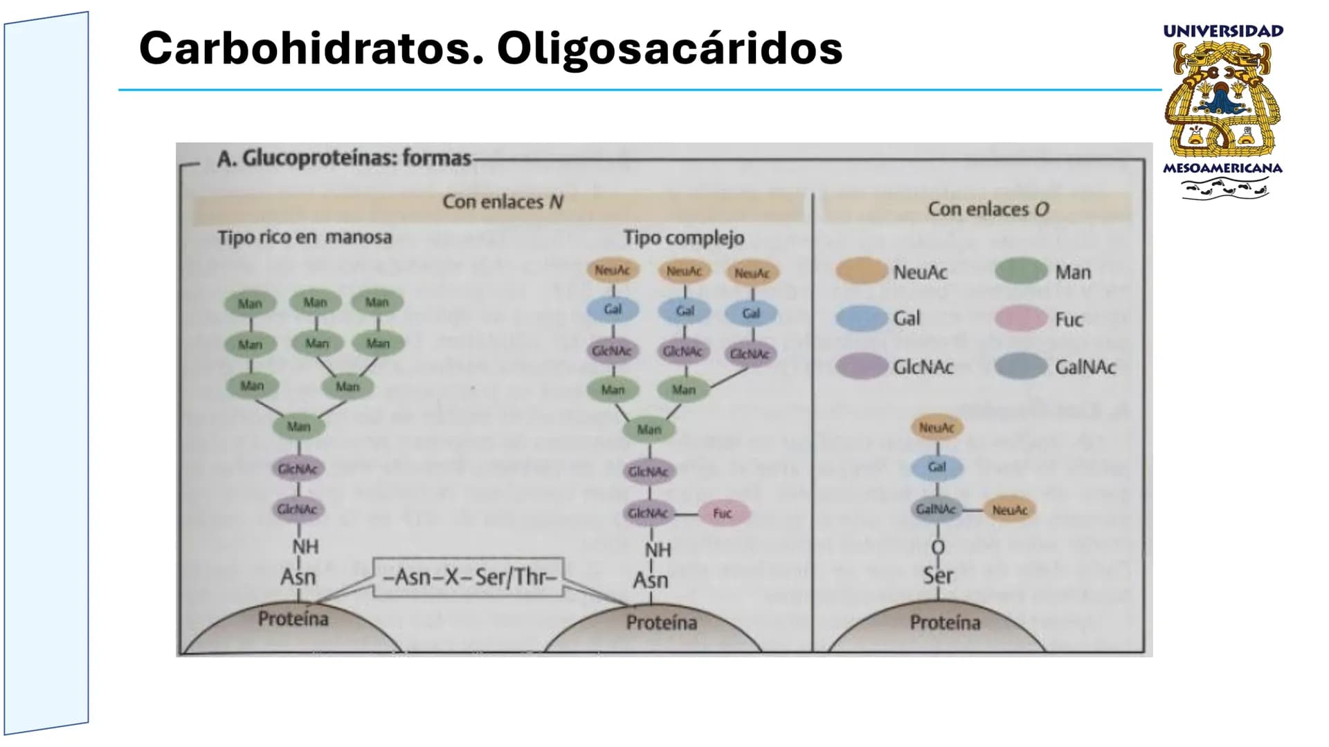 UNIVERSIDAD
MESOAMERICANA
UNIVERSIDAD
UNIVERSIDAD
MESOAMERICANA
Plantel Córdoba
Asignatura:
Bioquímica
Tema: Biomoléculas
Hidratos de carbon