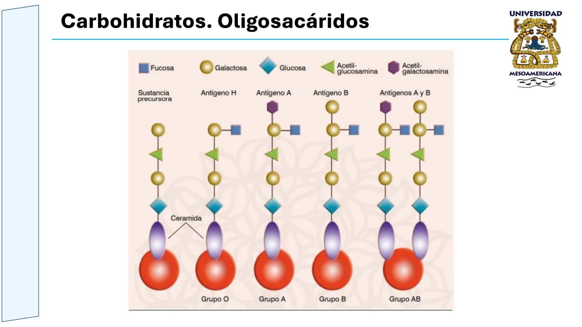 UNIVERSIDAD
MESOAMERICANA
UNIVERSIDAD
UNIVERSIDAD
MESOAMERICANA
Plantel Córdoba
Asignatura:
Bioquímica
Tema: Biomoléculas
Hidratos de carbon