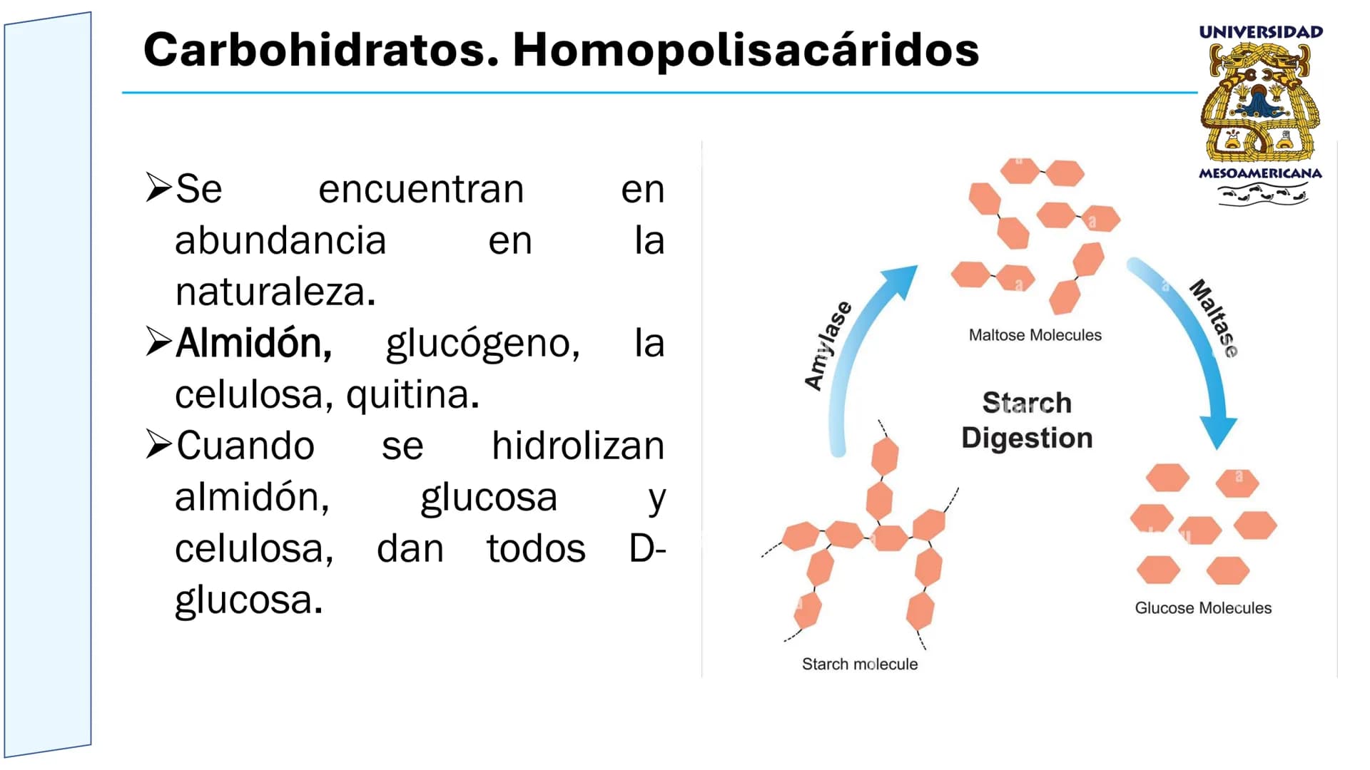 UNIVERSIDAD
MESOAMERICANA
UNIVERSIDAD
UNIVERSIDAD
MESOAMERICANA
Plantel Córdoba
Asignatura:
Bioquímica
Tema: Biomoléculas
Hidratos de carbon