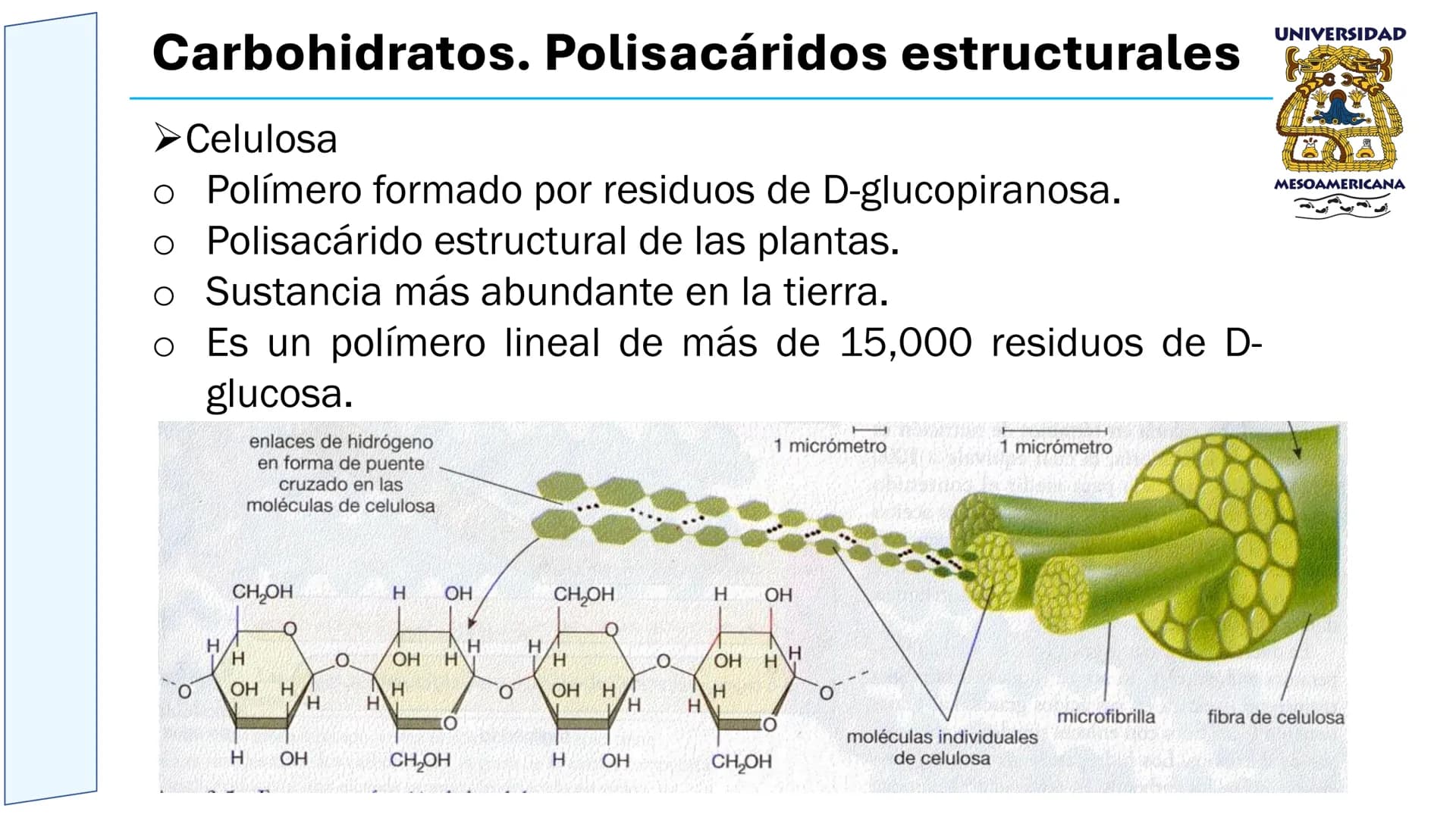 UNIVERSIDAD
MESOAMERICANA
UNIVERSIDAD
UNIVERSIDAD
MESOAMERICANA
Plantel Córdoba
Asignatura:
Bioquímica
Tema: Biomoléculas
Hidratos de carbon