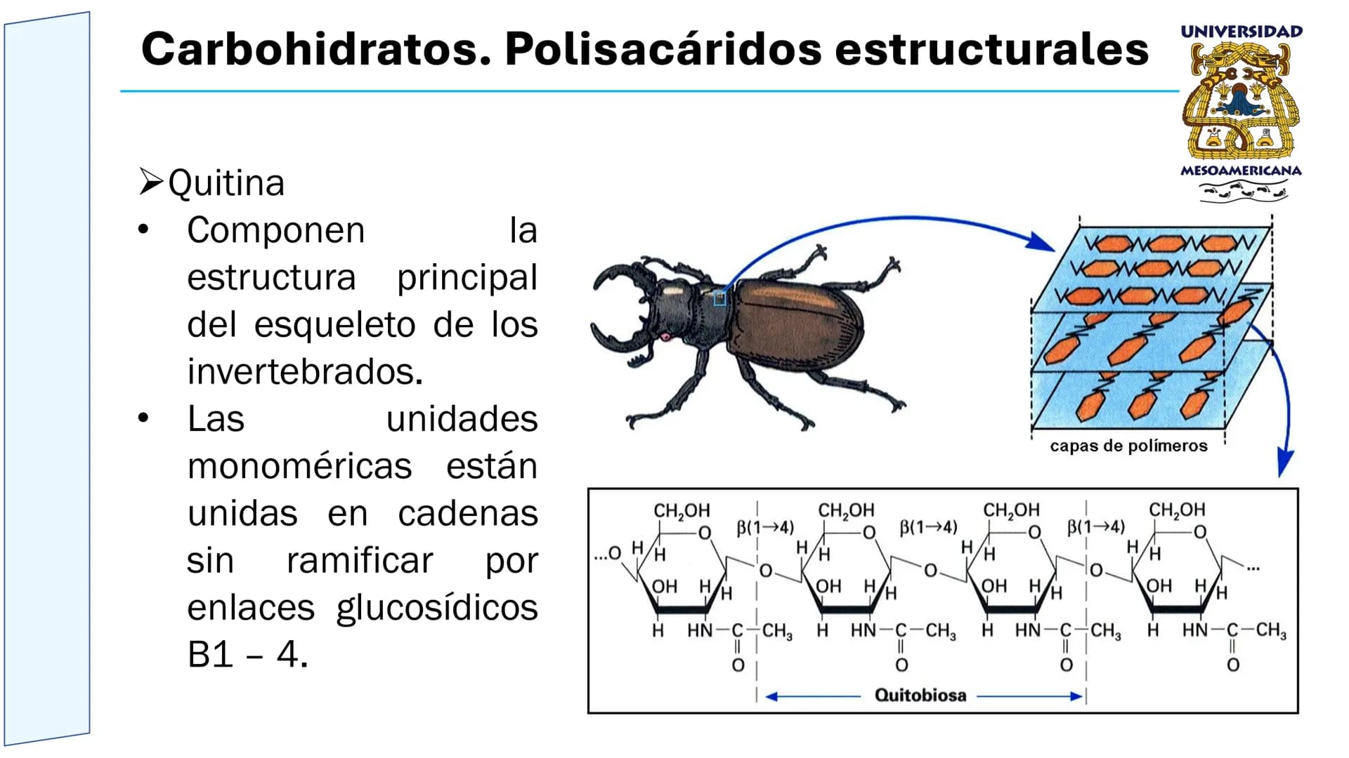 UNIVERSIDAD
MESOAMERICANA
UNIVERSIDAD
UNIVERSIDAD
MESOAMERICANA
Plantel Córdoba
Asignatura:
Bioquímica
Tema: Biomoléculas
Hidratos de carbon