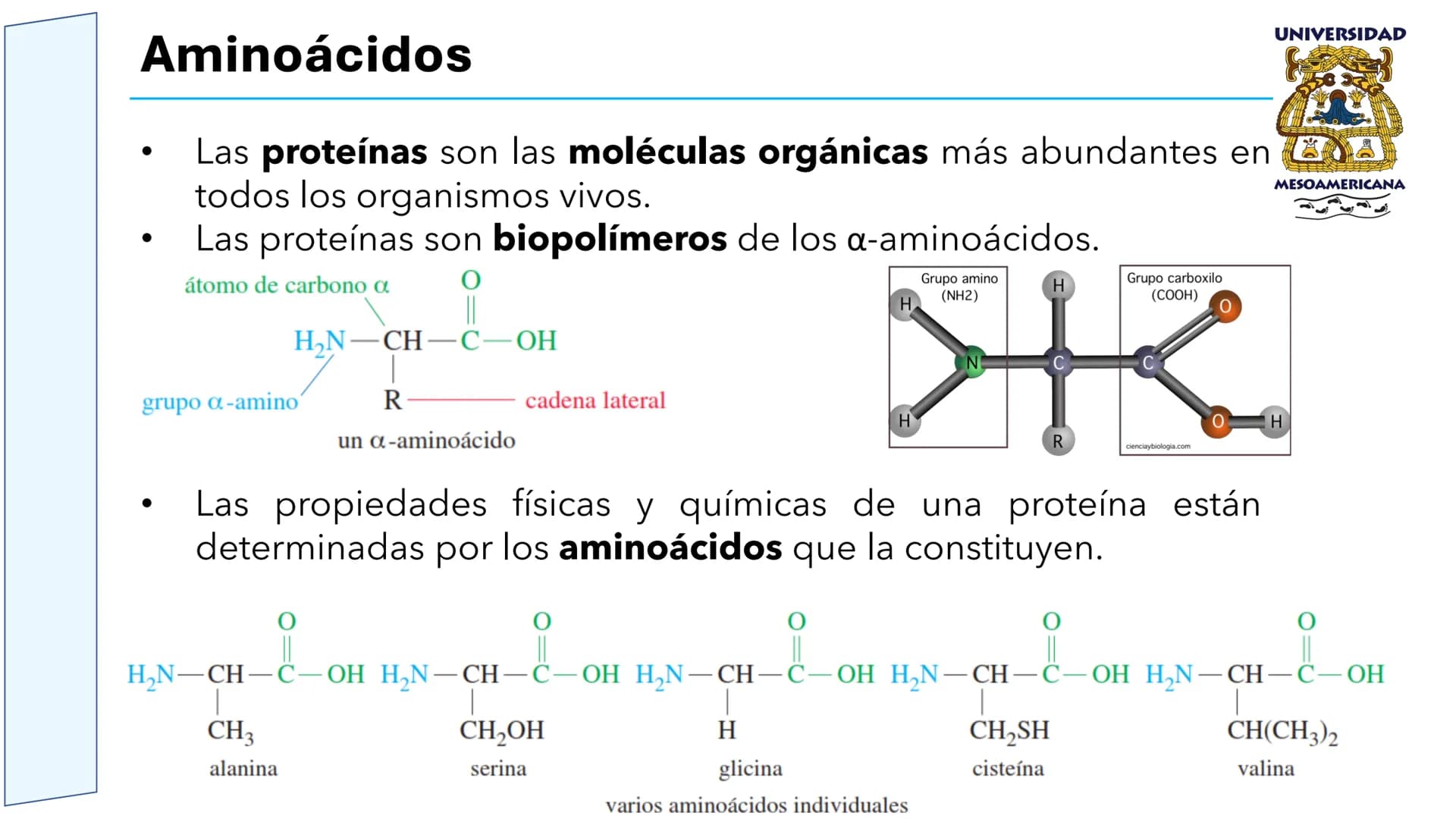 UNIVERSIDAD
MESOAMERICANA
UNIVERSIDAD
UNIVERSIDAD
MESOAMERICANA
Plantel Córdoba
Asignatura:
Bioquímica
Tema: Biomoléculas
Hidratos de carbon