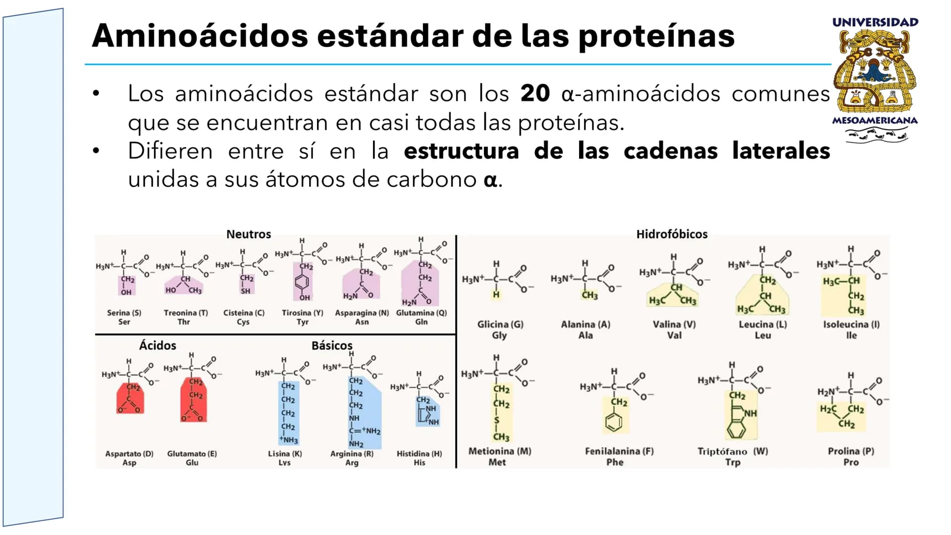 UNIVERSIDAD
MESOAMERICANA
UNIVERSIDAD
UNIVERSIDAD
MESOAMERICANA
Plantel Córdoba
Asignatura:
Bioquímica
Tema: Biomoléculas
Hidratos de carbon