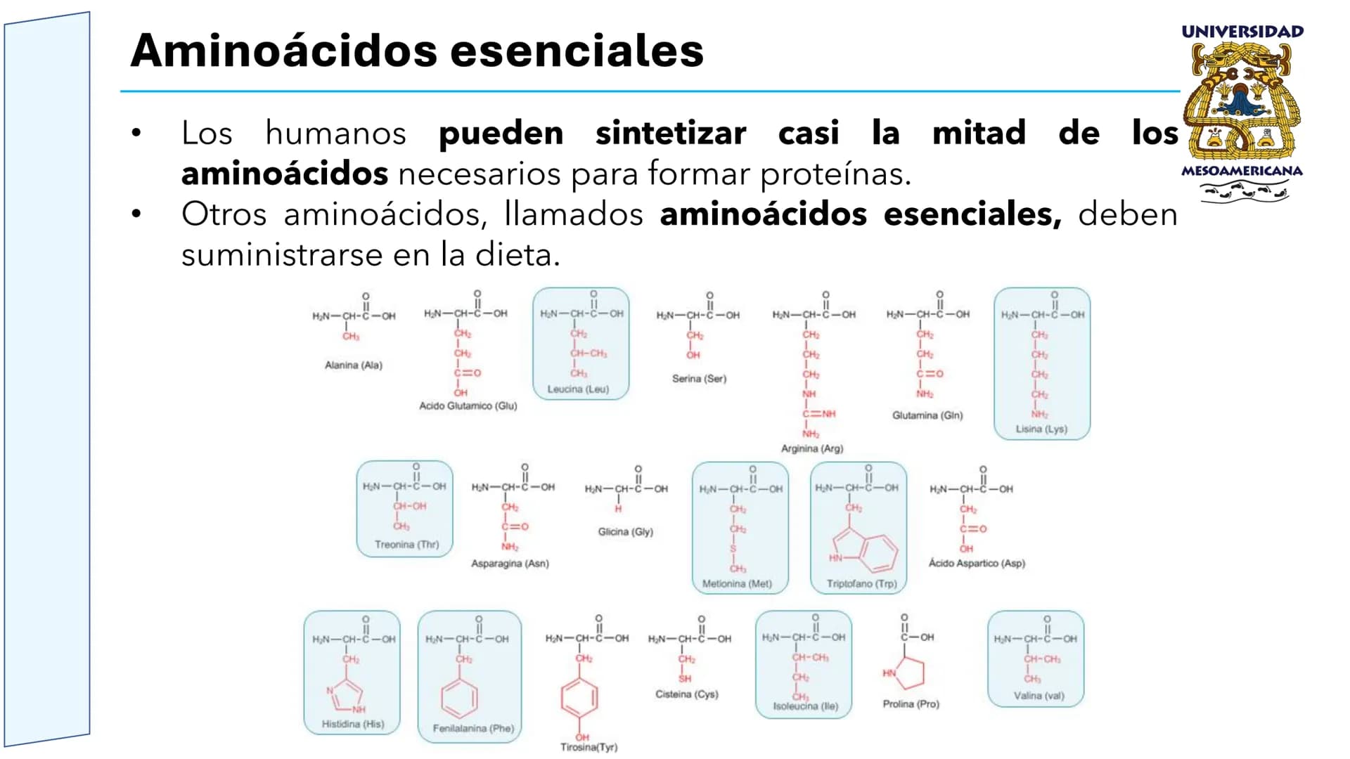 UNIVERSIDAD
MESOAMERICANA
UNIVERSIDAD
UNIVERSIDAD
MESOAMERICANA
Plantel Córdoba
Asignatura:
Bioquímica
Tema: Biomoléculas
Hidratos de carbon