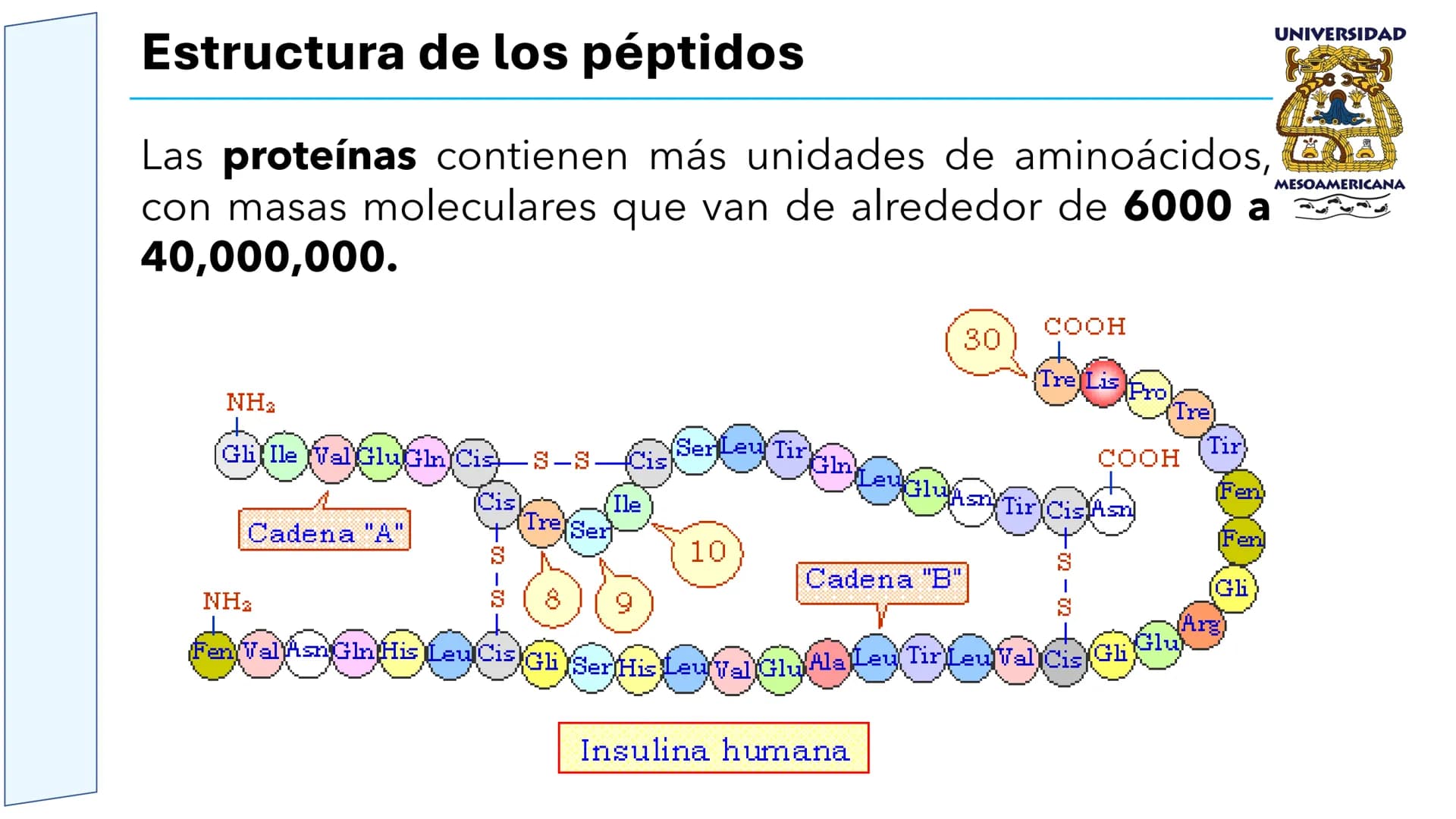 UNIVERSIDAD
MESOAMERICANA
UNIVERSIDAD
UNIVERSIDAD
MESOAMERICANA
Plantel Córdoba
Asignatura:
Bioquímica
Tema: Biomoléculas
Hidratos de carbon