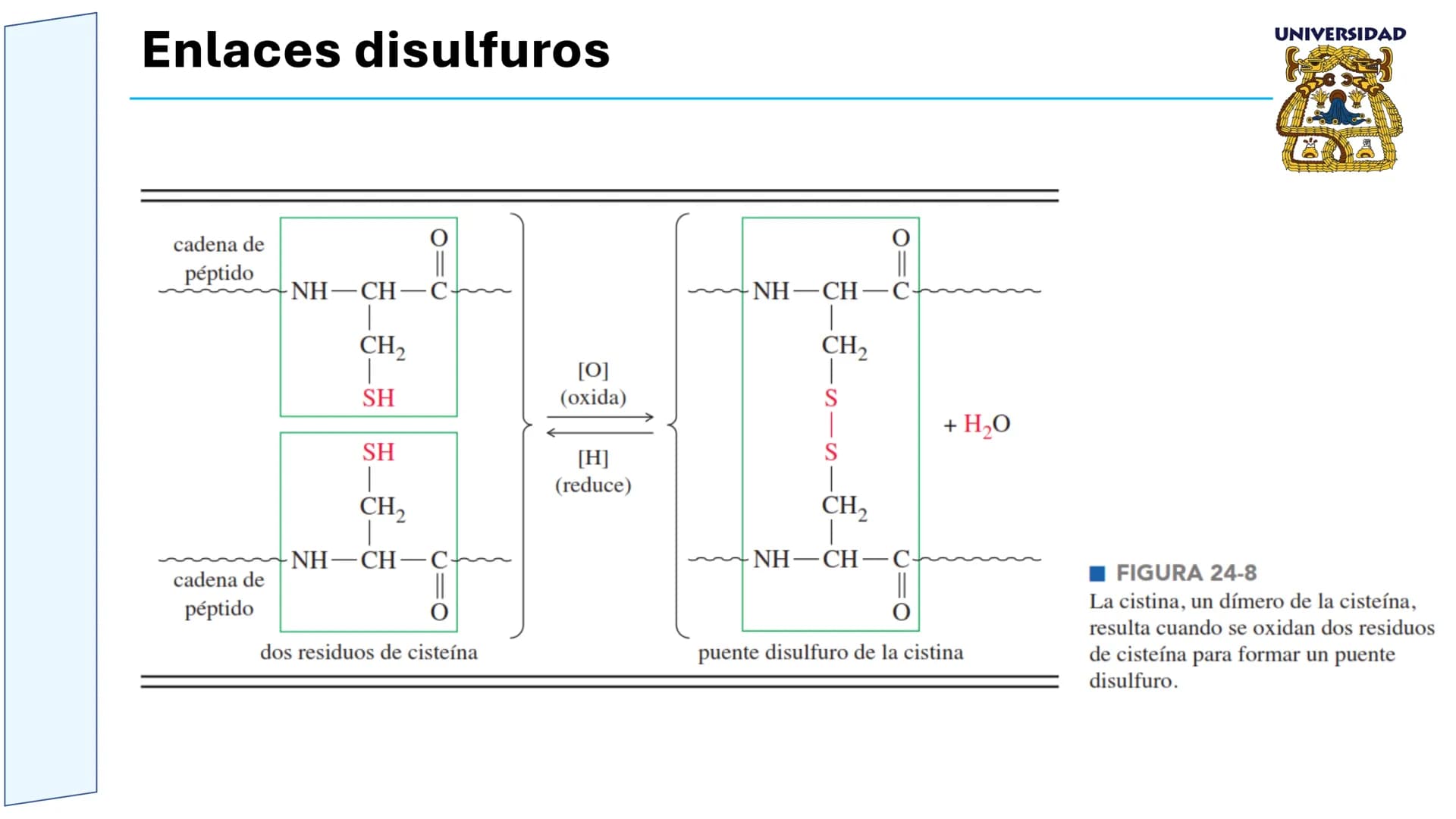 UNIVERSIDAD
MESOAMERICANA
UNIVERSIDAD
UNIVERSIDAD
MESOAMERICANA
Plantel Córdoba
Asignatura:
Bioquímica
Tema: Biomoléculas
Hidratos de carbon