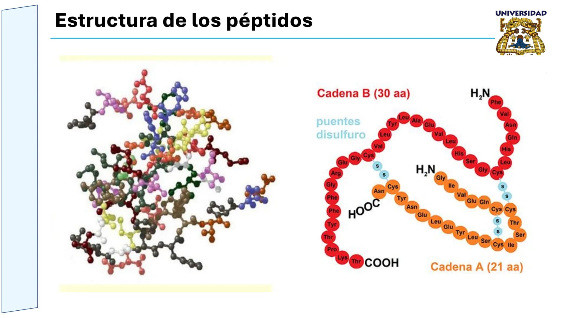 UNIVERSIDAD
MESOAMERICANA
UNIVERSIDAD
UNIVERSIDAD
MESOAMERICANA
Plantel Córdoba
Asignatura:
Bioquímica
Tema: Biomoléculas
Hidratos de carbon