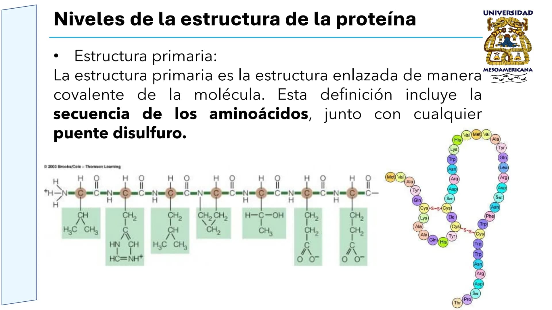 UNIVERSIDAD
MESOAMERICANA
UNIVERSIDAD
UNIVERSIDAD
MESOAMERICANA
Plantel Córdoba
Asignatura:
Bioquímica
Tema: Biomoléculas
Hidratos de carbon
