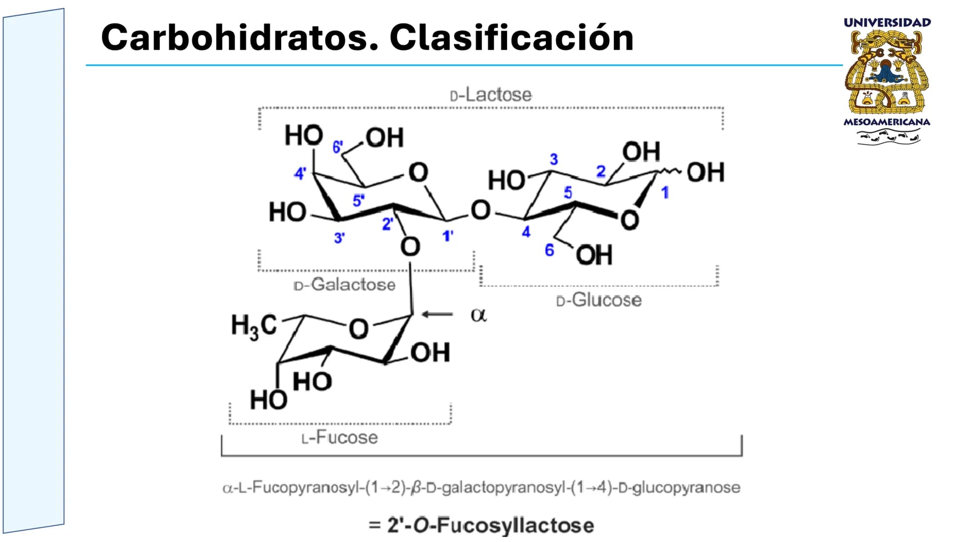 UNIVERSIDAD
MESOAMERICANA
UNIVERSIDAD
UNIVERSIDAD
MESOAMERICANA
Plantel Córdoba
Asignatura:
Bioquímica
Tema: Biomoléculas
Hidratos de carbon