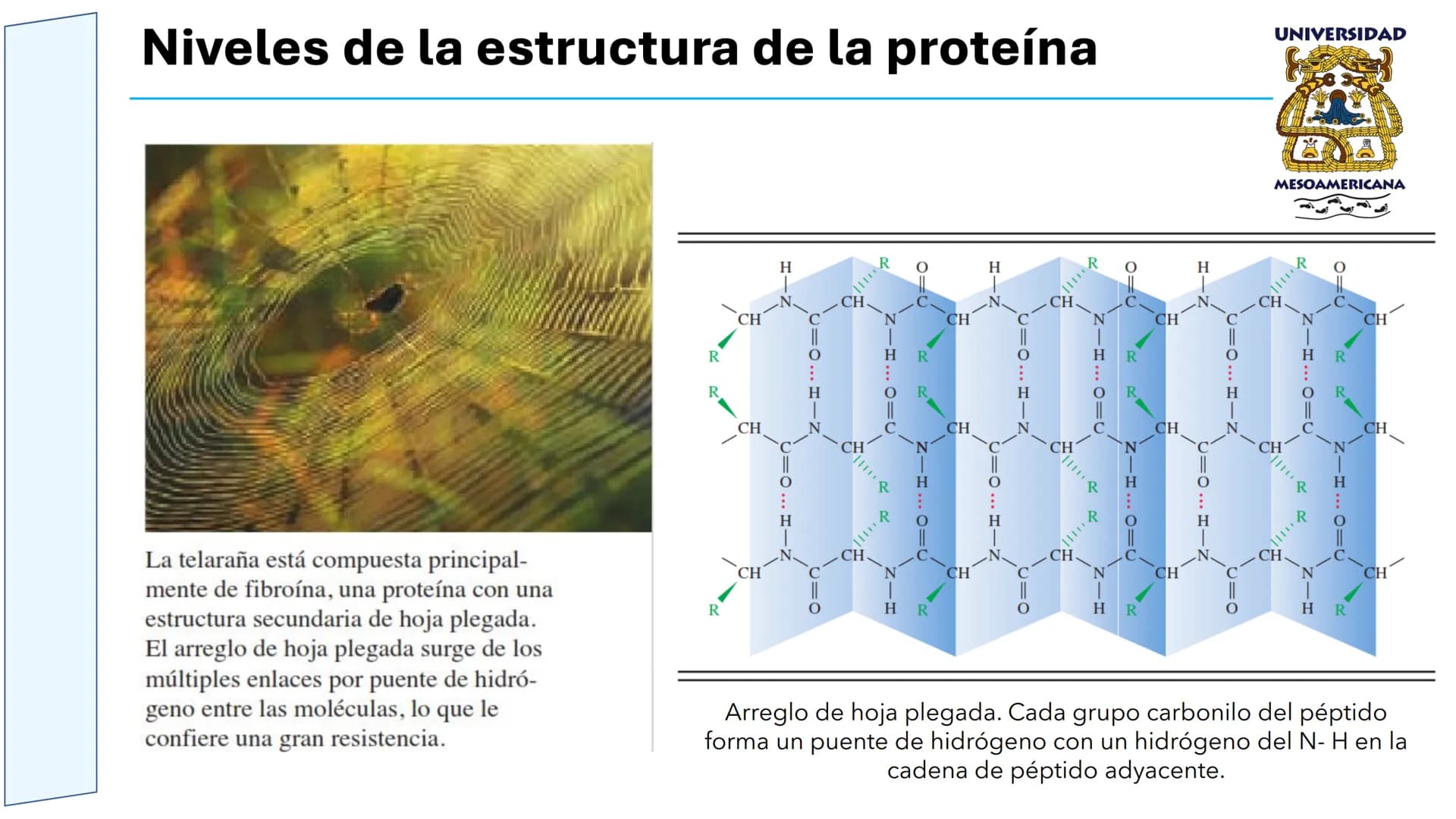 UNIVERSIDAD
MESOAMERICANA
UNIVERSIDAD
UNIVERSIDAD
MESOAMERICANA
Plantel Córdoba
Asignatura:
Bioquímica
Tema: Biomoléculas
Hidratos de carbon
