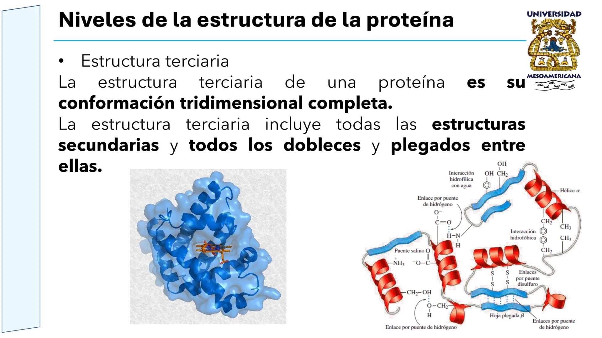 UNIVERSIDAD
MESOAMERICANA
UNIVERSIDAD
UNIVERSIDAD
MESOAMERICANA
Plantel Córdoba
Asignatura:
Bioquímica
Tema: Biomoléculas
Hidratos de carbon