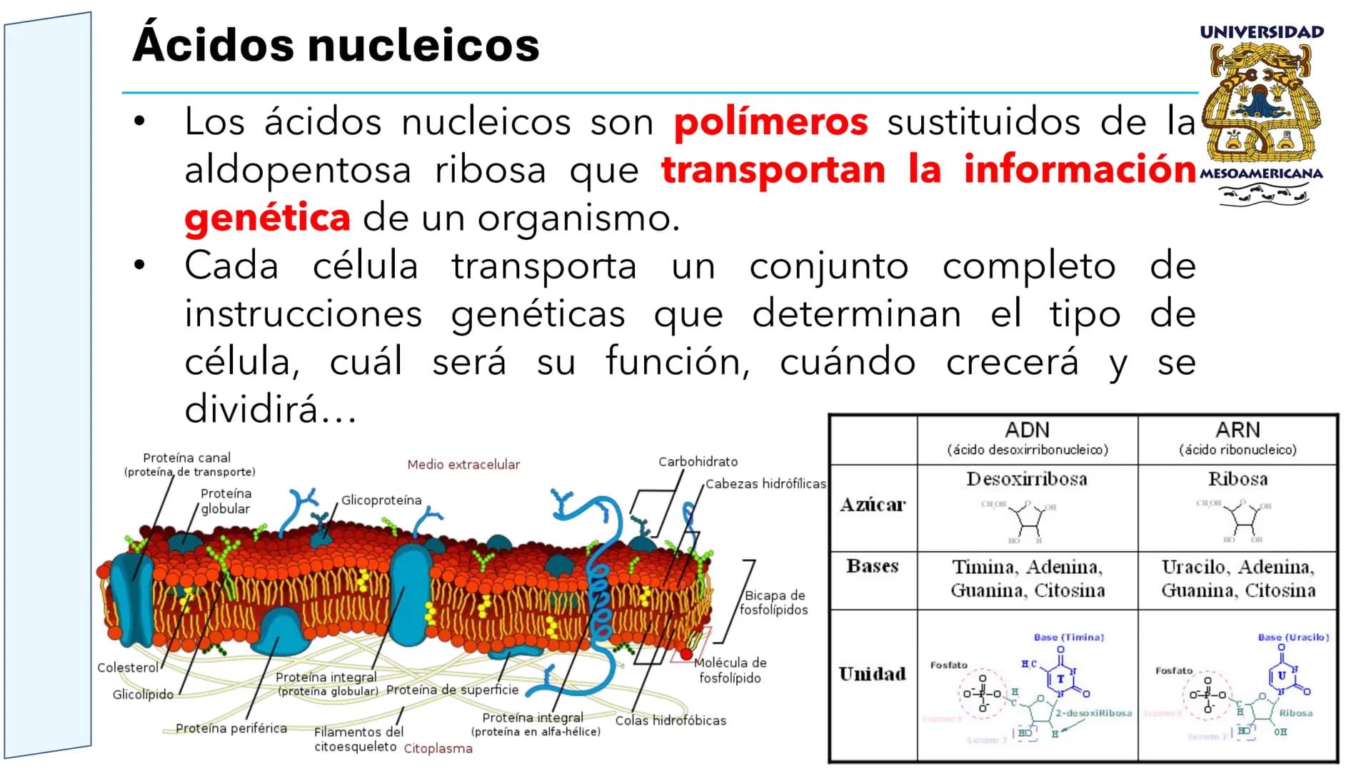 UNIVERSIDAD
MESOAMERICANA
UNIVERSIDAD
UNIVERSIDAD
MESOAMERICANA
Plantel Córdoba
Asignatura:
Bioquímica
Tema: Biomoléculas
Hidratos de carbon