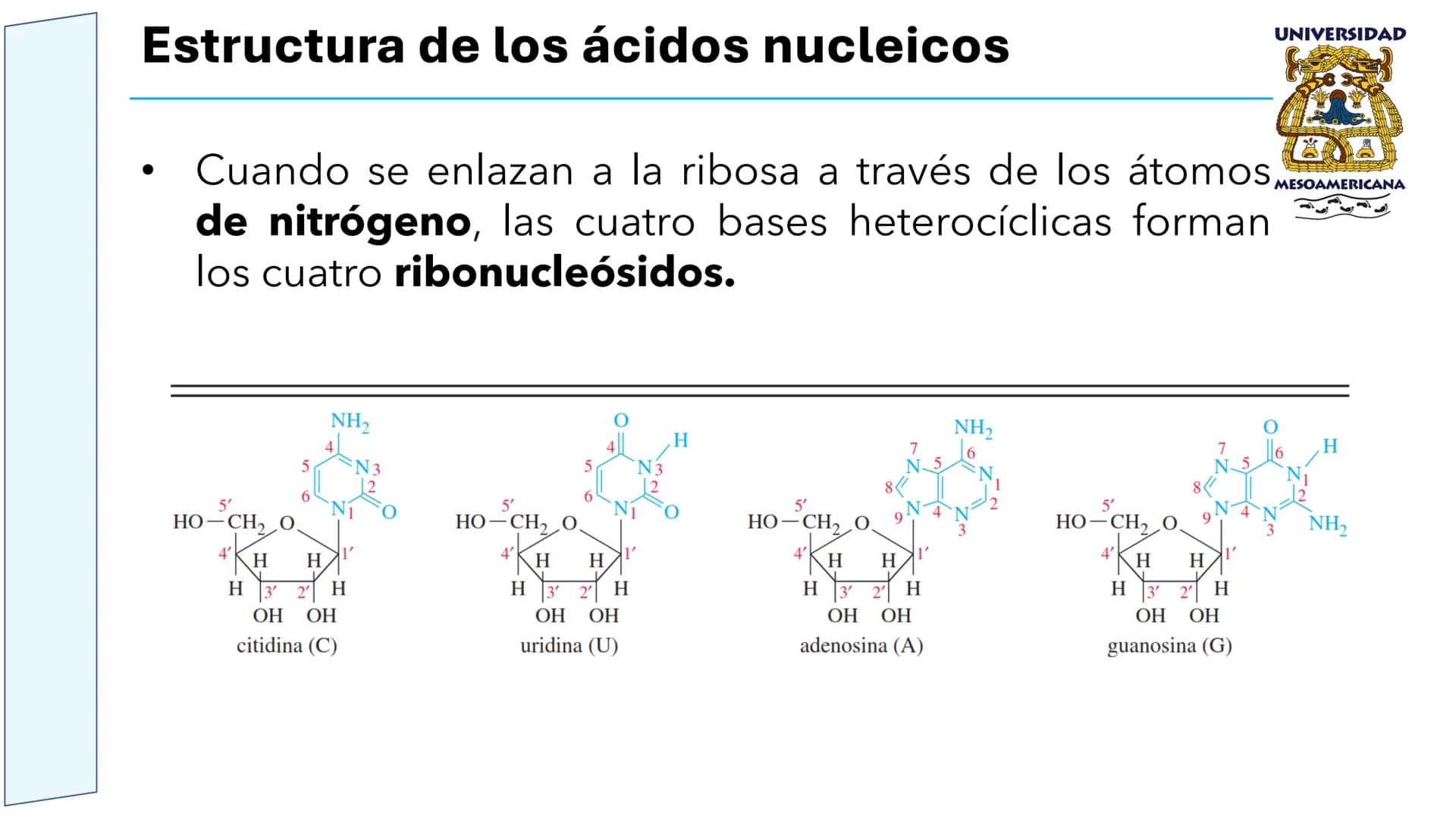 UNIVERSIDAD
MESOAMERICANA
UNIVERSIDAD
UNIVERSIDAD
MESOAMERICANA
Plantel Córdoba
Asignatura:
Bioquímica
Tema: Biomoléculas
Hidratos de carbon
