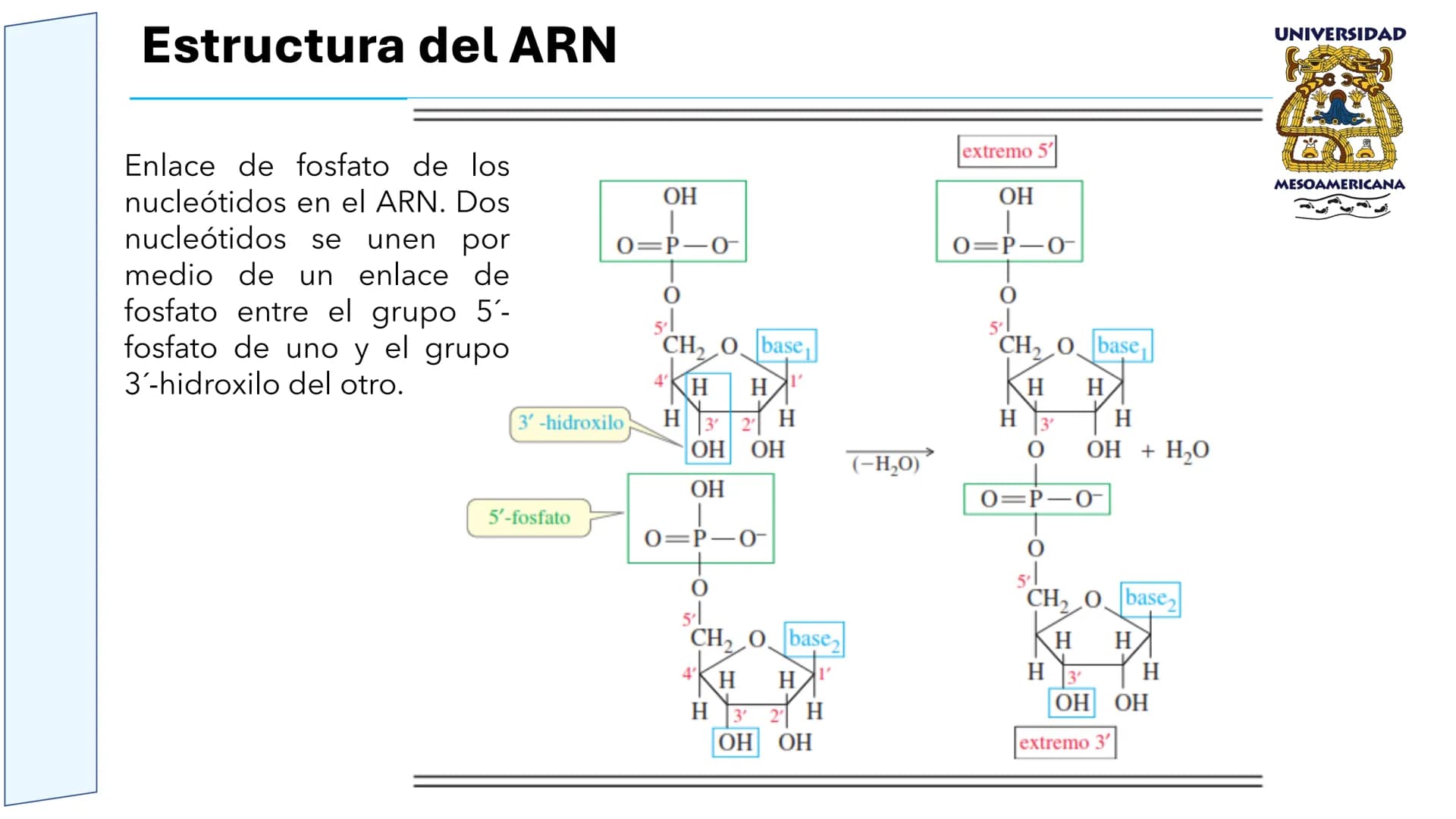 UNIVERSIDAD
MESOAMERICANA
UNIVERSIDAD
UNIVERSIDAD
MESOAMERICANA
Plantel Córdoba
Asignatura:
Bioquímica
Tema: Biomoléculas
Hidratos de carbon