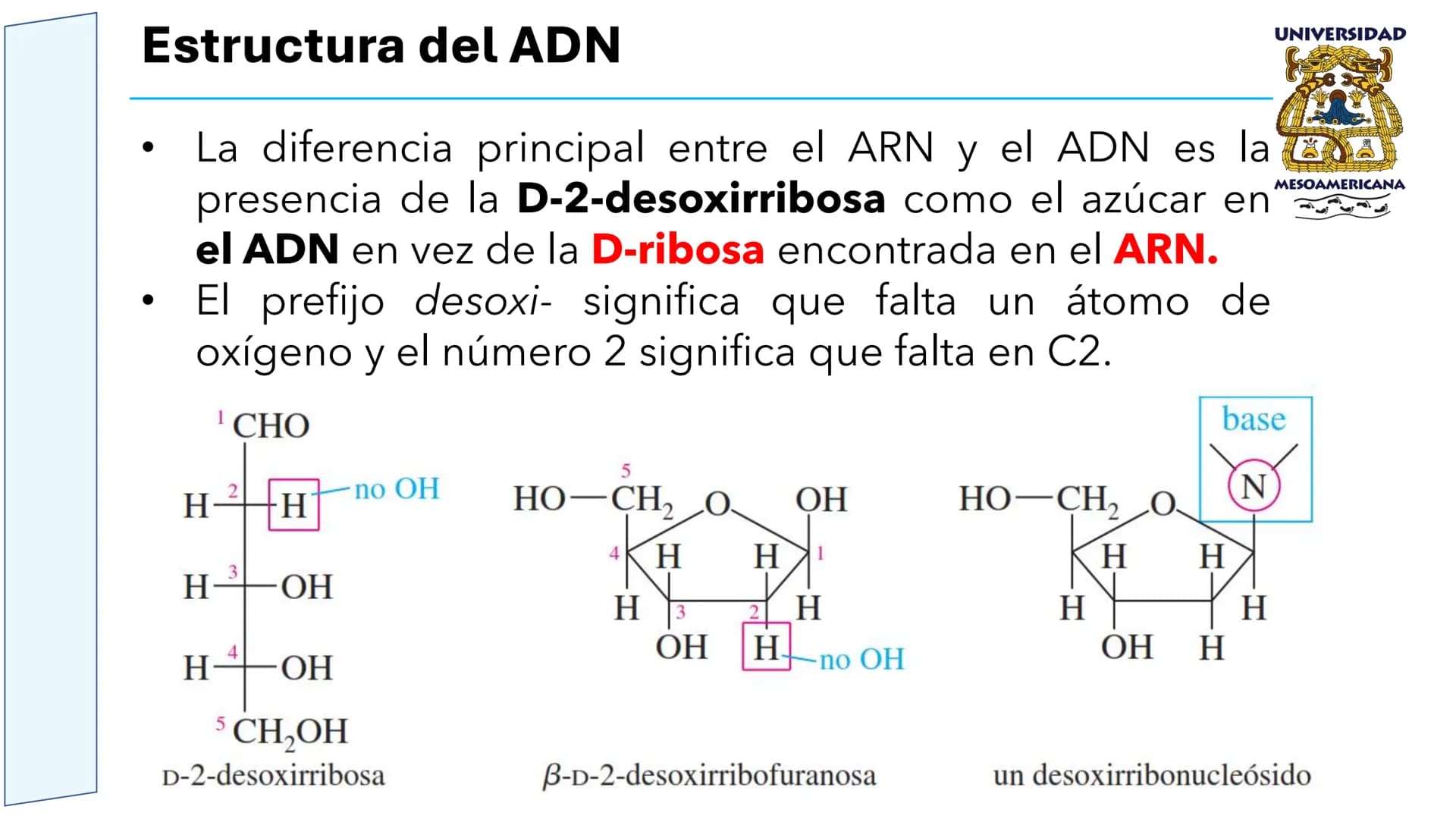 UNIVERSIDAD
MESOAMERICANA
UNIVERSIDAD
UNIVERSIDAD
MESOAMERICANA
Plantel Córdoba
Asignatura:
Bioquímica
Tema: Biomoléculas
Hidratos de carbon