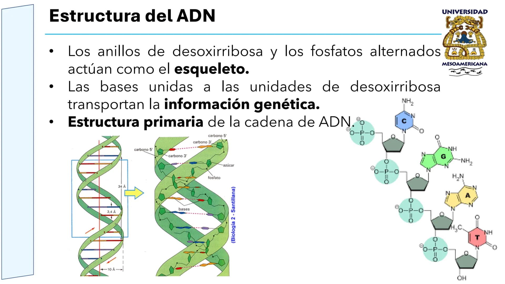 UNIVERSIDAD
MESOAMERICANA
UNIVERSIDAD
UNIVERSIDAD
MESOAMERICANA
Plantel Córdoba
Asignatura:
Bioquímica
Tema: Biomoléculas
Hidratos de carbon