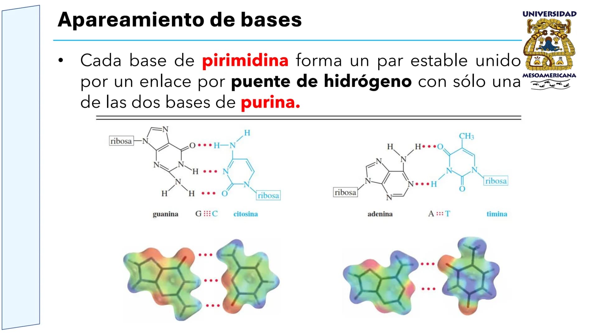UNIVERSIDAD
MESOAMERICANA
UNIVERSIDAD
UNIVERSIDAD
MESOAMERICANA
Plantel Córdoba
Asignatura:
Bioquímica
Tema: Biomoléculas
Hidratos de carbon