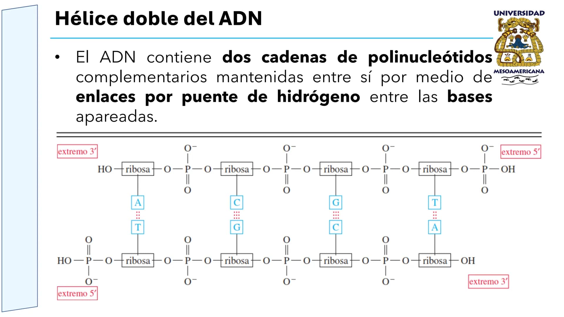 UNIVERSIDAD
MESOAMERICANA
UNIVERSIDAD
UNIVERSIDAD
MESOAMERICANA
Plantel Córdoba
Asignatura:
Bioquímica
Tema: Biomoléculas
Hidratos de carbon