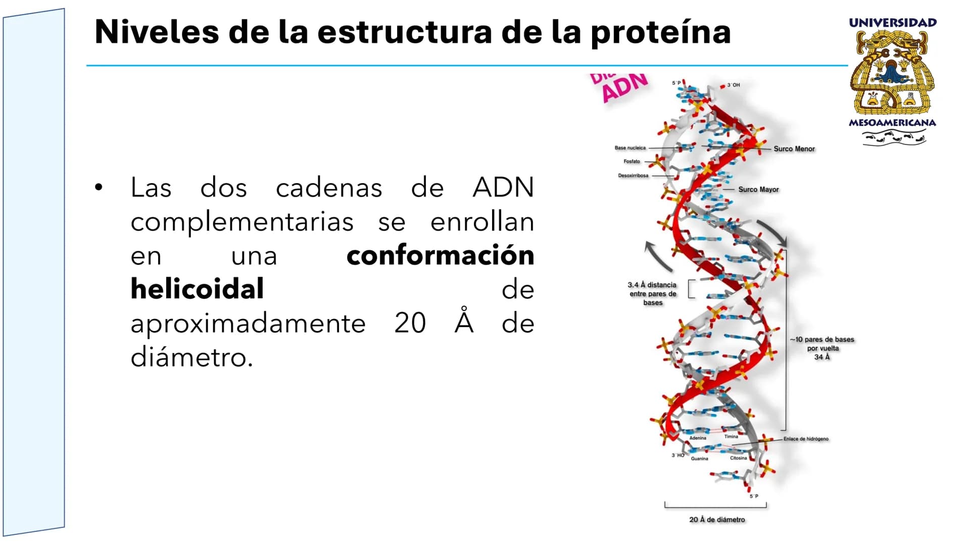 UNIVERSIDAD
MESOAMERICANA
UNIVERSIDAD
UNIVERSIDAD
MESOAMERICANA
Plantel Córdoba
Asignatura:
Bioquímica
Tema: Biomoléculas
Hidratos de carbon