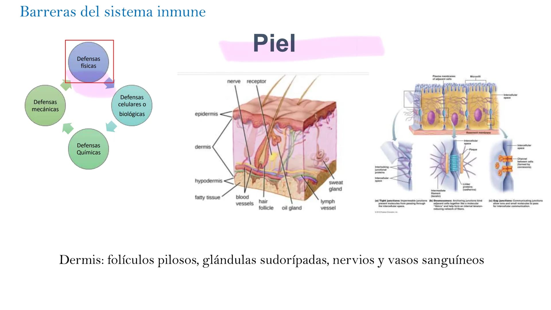 Barreras del sistema inmune
Defensas
mecánicas
Defensas
físicas
Defensas
Químicas
Defensas
celulares o
biológicas
epidermis
dermis
Pi